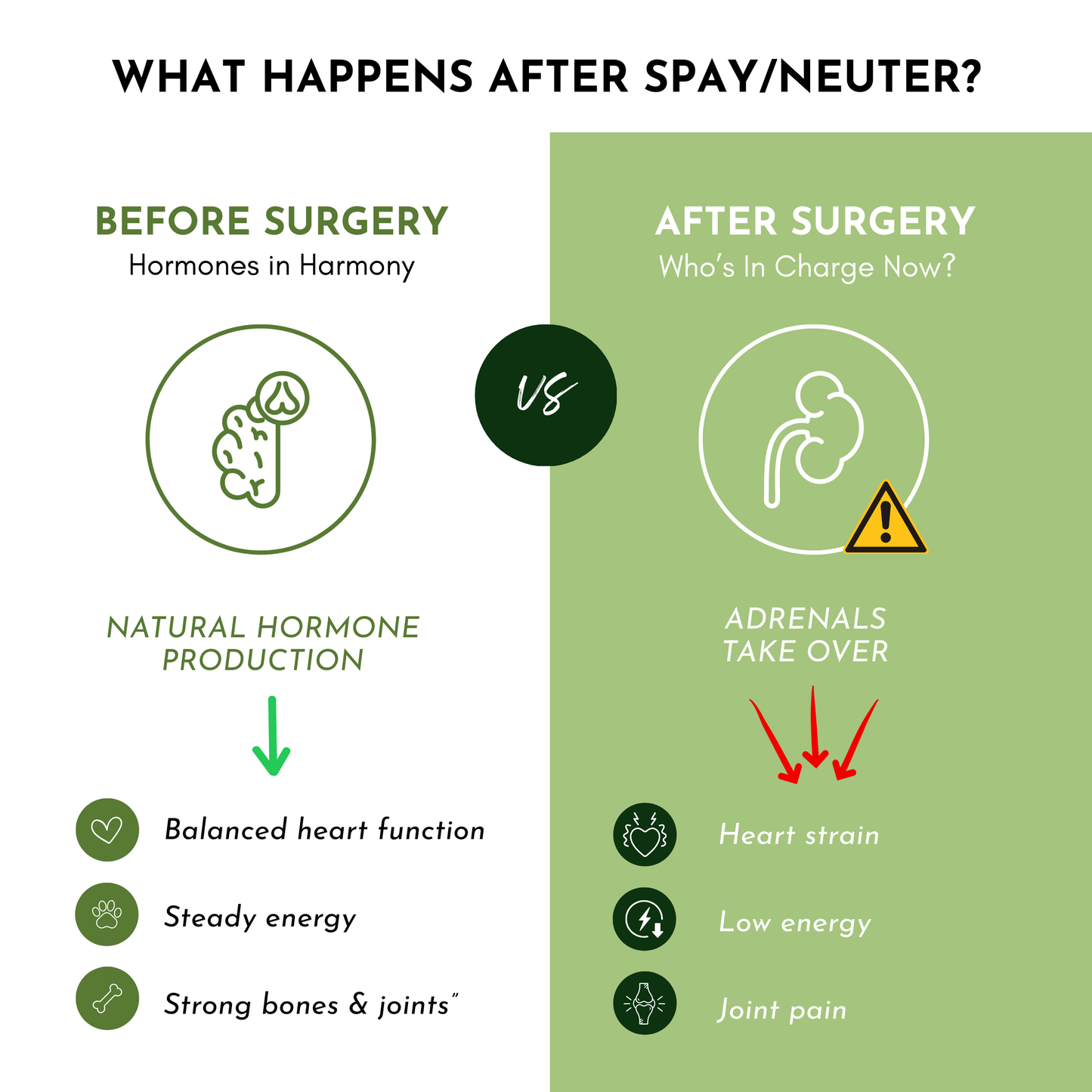 Holistic Total Body Support – Multivitamin & Glandular Support for Dogs and Cats